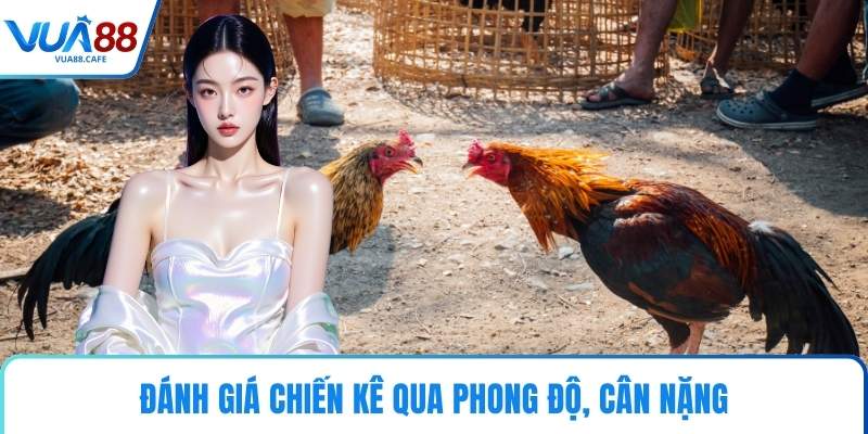 Đánh giá chiến kê qua phong độ, cân nặng
